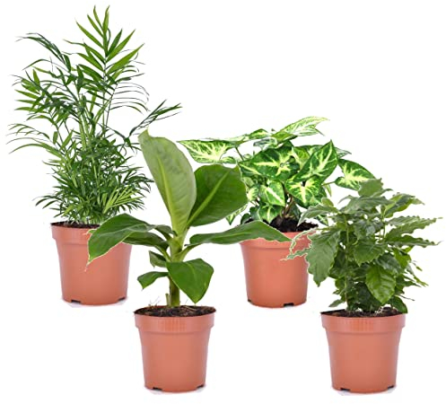Plant in a Box - Mezcla económica de 4 plantas de interior purificadoras del aire - Musa - Chamadorea - Syngonium - Coffera - Maceta 12cm - Altura 25-40cm