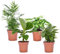 Plant in a Box - Mezcla económica de 4 plantas de interior purificadoras del aire - Musa - Chamadorea - Syngonium - Coffera - Maceta 12cm - Altura 25-40cm