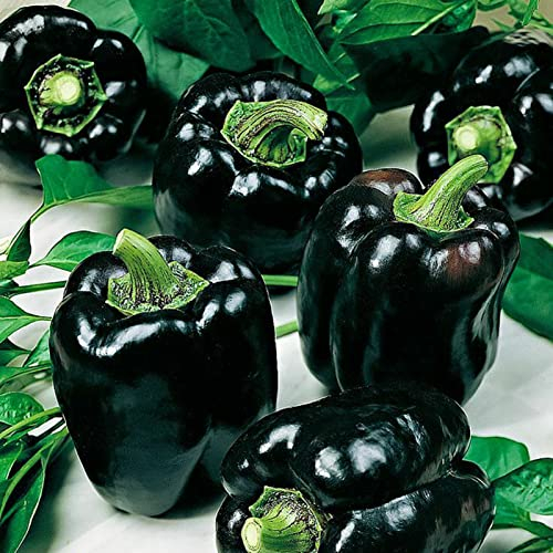 Haloppe 100 Stück Paprika-Gemüse-Samen für die Bepflanzung des Hausgartens, schwarzer Paprika-Samen für den Garten Paprika Samen