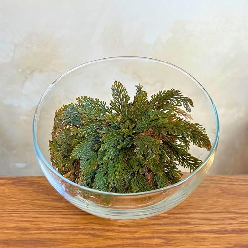 Rosa de Jericó | Planta de la resurrección | Planta mística | Planta para meditación y decoración |Bulbo de Flor | Planta Interior