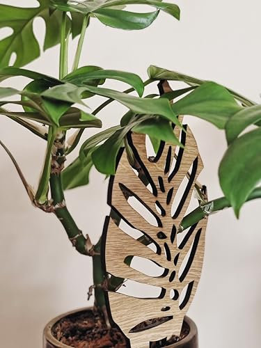 LEAFLO Woodream Monstera - Soporte para plantas de madera de roble de 60 cm, tamaño L, enrejado natural para flores, ayuda para enredaderas, para plantas de interior, decoración interior, para amantes