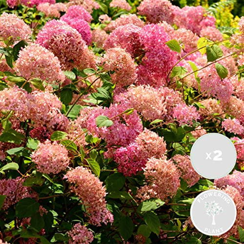 Bloomique - Lot de 2 - Hydrangea Pink Annabelle - Hortensia - Rose - Plantes de jardin - Résistante au gel - 40-50 cm de haut - Pot 19 cm
