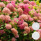 2x Hydrangea arborescens 'Pink Annabelle' - Ortensia - Arbusto - Resistente - ⌀19 cm - 40-50 cm