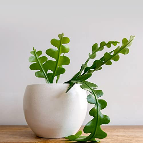 Houseplant Fishbone Zig Zag Cactus Epiphyllum anguliger Tender Perennial Fragrant Creamy-White Blooms Easy to Grow Your Own Trailing Indoor Foliage Plants 1x 9cm Potted Plants by Thompson and Morgan