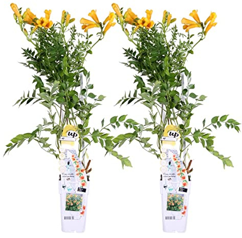 Bloomique - Set de 2 - Campsis radicans ‘Flava’ - Trompeta trepadora - Amarilla - Trepadora - Jardín - Resistente al frío - Altura 50-70 cm - Maceta 15 cm