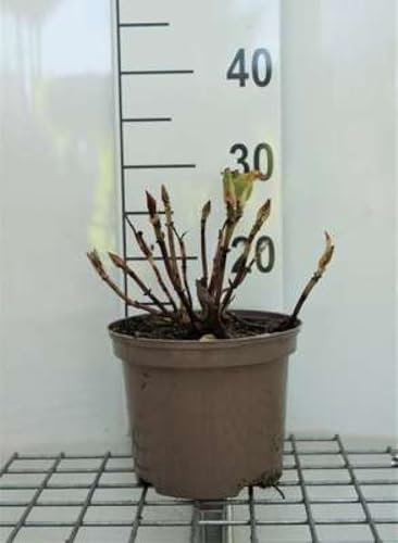 Hydrangea macr. 'Masja' ('sibilla') - Hortensia 'Sibille' 25-30 cm en pot