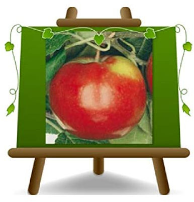 EURO PLANTS VIVAI Melo Antica Profumata Pianta da Frutto su Vaso ø 24/26 cm - Altezza 170~200 cm - Età 4 Anni