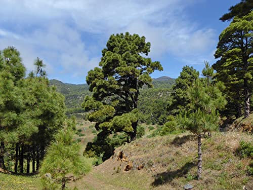 10 Semillas de Pino Canario - Pinus canariensis