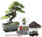 Pronto Seed Grow Your Own Bonsai Tree Kit with Glazed Ceramic Planter - Complete Indoor Growing Set with Pine, Sweet Gum & Red Bud Bonsai Seeds - Gardening Gift