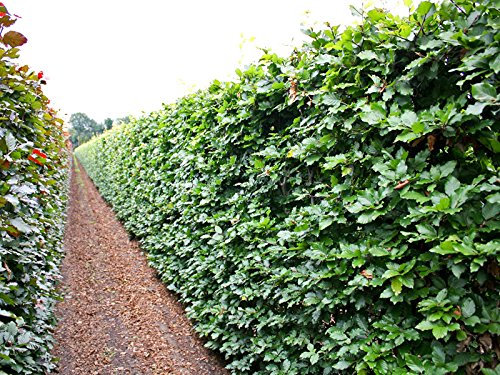 5 Stk. Rotbuche Rotbuchenhecke Containerware 150-175 cm hoch - Fagus sylvatica - Garten von Ehren®