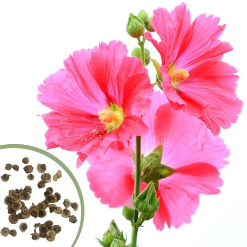 100/200 Pcs Graines de Rose Trémière à Double Pétales, Non-OGM, Haute Germination, Facile à Cultiver, Jardin et Balcon (100 pcs)