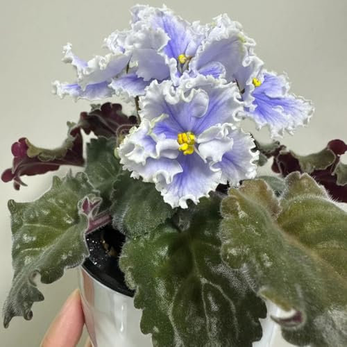 usambaraveilchen pflanzen samen blumen balkon, gartendeko für draußen usambaraveilchen samen wildblumen balkonblumen, schnittblumen samen blumenwiese samen mehrjährig, herbst deko 15pcs