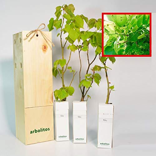 Tiglio olandese | Albero prezioso per gli allineamenti | Giovane germoglio di 30 cm ricevuto in una scatola di legno riutilizzabile | 3 unità