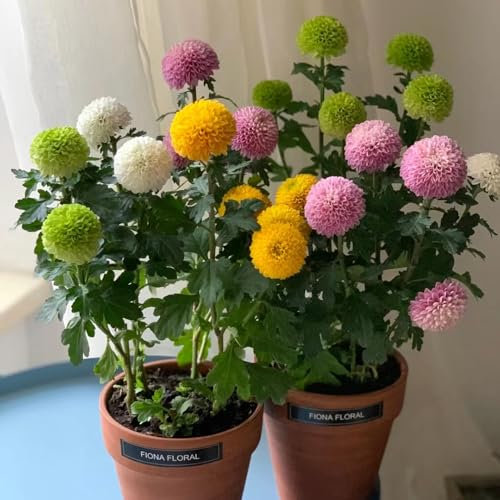 200 Pcs Pompon Mamma Samen - Dendranthema Morifolium - Saatgut Blumenbeet, Exotische Pflanzen Winterhart Chrysantheme Chrysanthemen Samen, Gartendeko Für Draußen, Balkonpflanzen Blumen