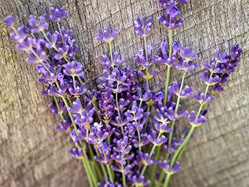 Semi di Lavanda, Blu Semi di Vaniglia, Piano Casa Giardini, Rinfrescanti ornemental Semi di Lavanda 200 pezzi/sac