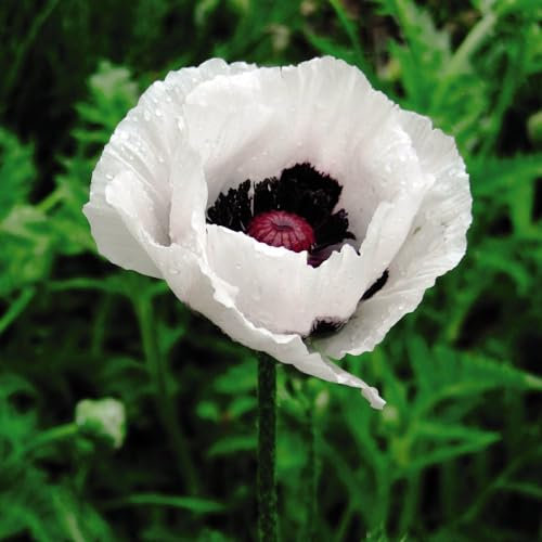 Poppy Oriental Royal Wedding Seeds - Striking White Petals with Dark Centers - Bee and Butterfly Attraction - Hardy Perennial for Cottage Gardens - Easy-to-Grow Flower Seeds by Thompson & Morgan