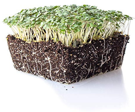 Yellow Mustard Microgreens Seeds - 1 Lb ~192,000 Seeds - Non-GMO - Mild Mustard Flavor Micro Greens & Baby Leaf