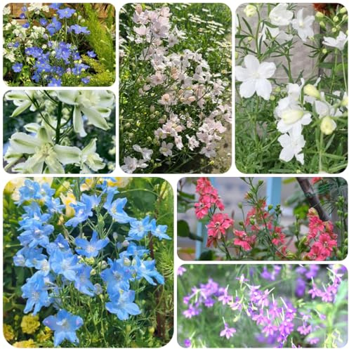 semi di delphinium - delphinium fiorito decorativo delfinio semi di tappezzanti, all'inverno da fiorito in 500semi