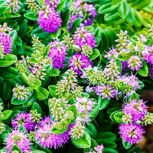 Hebe Nouvelle-Zélande Plantes de jardin prêtes à l'extérieur Arbuste à feuilles persistantes résistant en pot