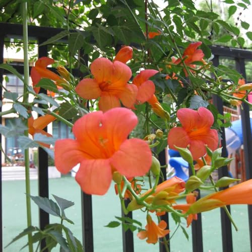 semi di rampicanti di tromba, campo da balcone di tromba di perenni resistenti di campo, aiuole 40pcs