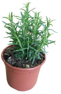 Planta de Romero Natural en Maceta Resistente y Perfumada Ideal para Cocianar