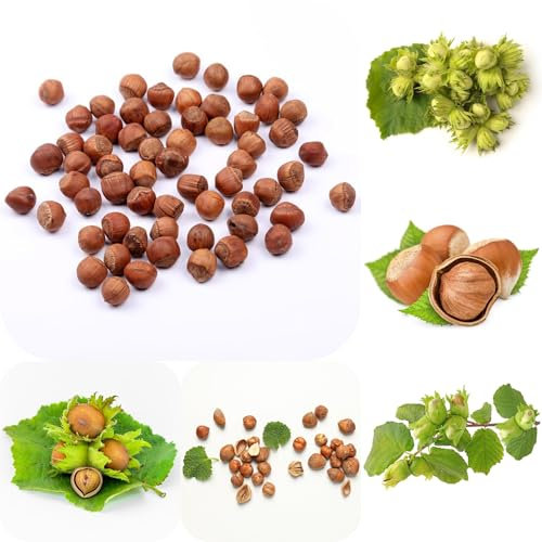 haselnuss samen - haselnussstrauch winterharte pflanzen für garten bäume pflanztöpfe winterharte stauden - Seltene pflanzen - pflanzensamen baum indoor garten gemüse samen garten 35pcs