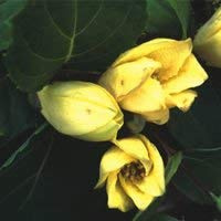 Germ Food: Colour 1: Calla Lily Lamps, Calla Flowers, Real Calla Symbolises Love, 2 Seeds, Multi-Colour : Seeds Only