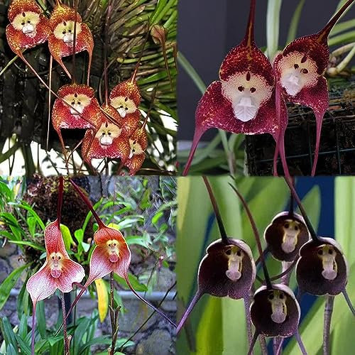200 Stück affen orchidee pflanze kaufen samen dracula simia monkey orchid Affengesicht Orchidee - Seltene Pflanzen serie - mix pflanze bio saatgut blumenwiese blumensamen mehrjährig winterhart