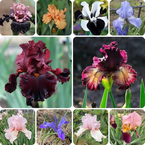 Bulbi di iris, bulbi di estivi decorativi resistenti all'esterno regali per gli amanti del giardino per luoghi soleggiati 12pcs