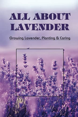 All About Lavender: Growing Lavender, Planting & Caring: Best Lavender For Pots