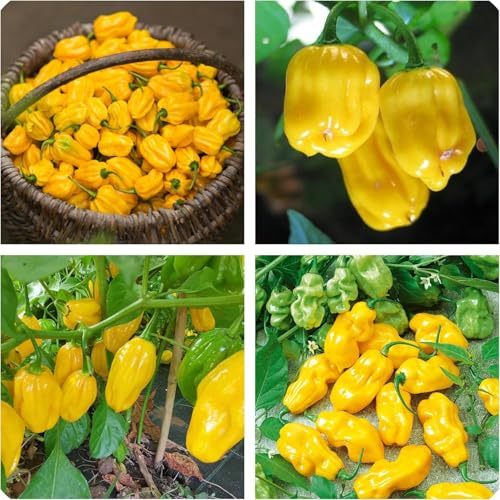 Semi Peperoncino Habanero Yellow, Piccantezza Alta,Origine Caraibi, peperone piccante giallo,150 Semi, per Coltivazione in Vaso, Balcone, Giardino, Orto