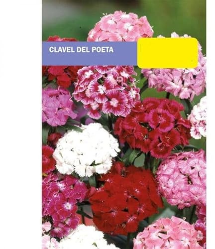 Semillas de Clavel Poeta PREMIUM Semillas Flores de Colores Mix