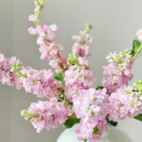 levkojen usambaraveilchen pflanze samen - violette - blumensamen mehrjährig winterhart violet samen seltene pflanzen, wohnzimmer deko blumensamen balkon, winterharte kübelpflanzen 150pcs