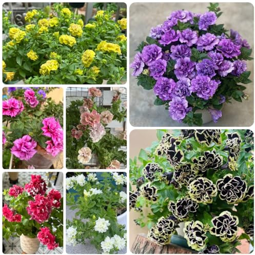 semi di petunia perenni di recisi, sospesa petunie pendenti ornamentali decorazione resistenti all'esterno perenne resistente 200pcs