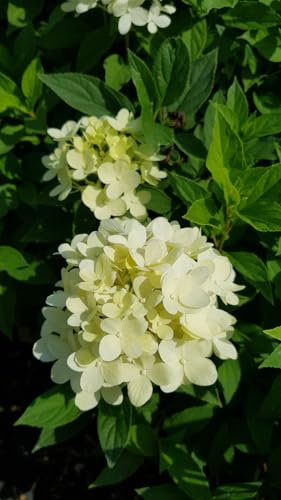 Hydrangea paniculata 'Selection' / Hortensia paniculé/Conteneur de 3 à 4 litres