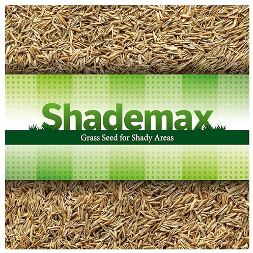 Shademax – Grass Seeds for Shady Areas, Lawn Seeds for Shade, Shady Grass Seed, Lawn Seed (500g)
