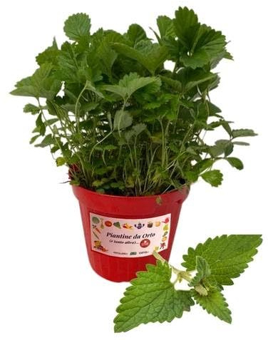 P. Piantine da Orto | Melissa, Pianta in Vaso Diametro 14 cm, Pianta Pronta per il Trapianto, Pianta Vera da Esterno, Piantina Aromatica per Balcone o Terrazzo, Vivaio Italiano