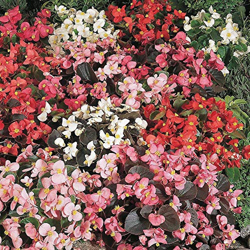 Begonia 'Options Mixed' Seeds Half-Hardy Annual Flowers Garden Plants Easy to Grow Your Own Begonia 'Options Mixed' 1 Packet 750 Seeds by Thompson and Morgan