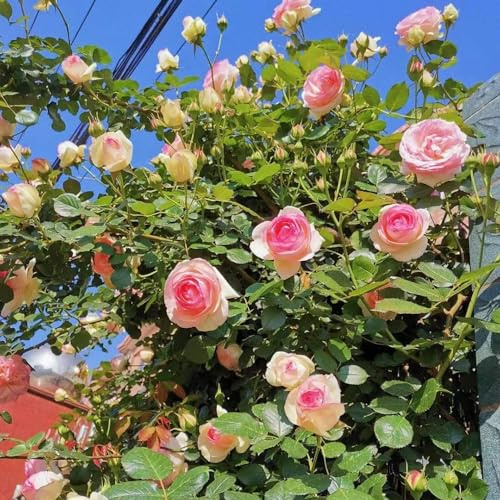 rosal, en Cubresuelos resistentes exterior de balcón en Parterres elevados el jardín cortadas trepadoras jardín el 800semillas