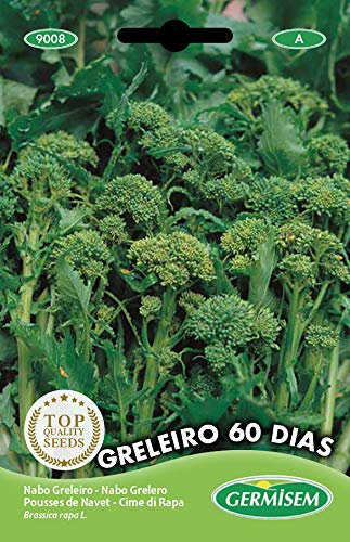 Germisem graines Pousses de navet GRELEIRO 60 DIAS