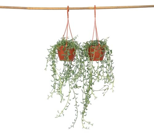 Plant in a Box - Senecio peregrinus - 2er Set - Hängepflanze - Zimmerpflanze - Delfinkette - Topf 12cm - Höhe 10-20cm