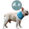DELIFUR 2 Stück Hund Instant Cooling Schal Sommer Haustier Bandana Katzenhalsband Eistücher für Bulldogge (M)