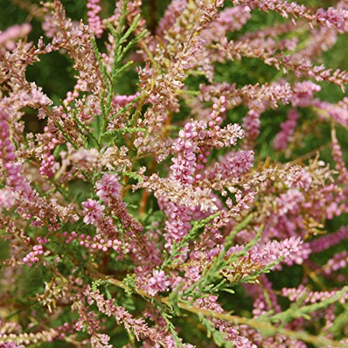 Tamarix Tetrandra- Tamaris de printemps 60-80 cm en conteneur