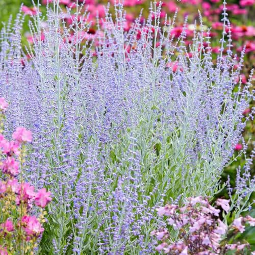 salvia russa decorazioni giardino per esterni sostenibili balcone semi rari di ornamentali di selvatiche 160semi