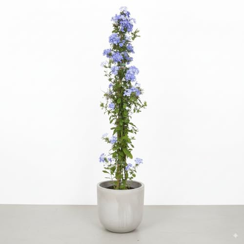 Garden Center Shop | Plumbago Capensis 125 cm M20 | Jazmín Azul Arbusto Trepador Perennifolio | Florece Muchos Meses | Ideal Vallas, Pérgolas y Macetas Grandes