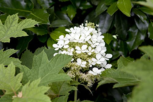 Hydrangea quercifolia 40–60 cm – Winterhart, Mehrjährig, Pflegeleicht – Eichenblatthortensie – Zierstrauch für Garten & Beet