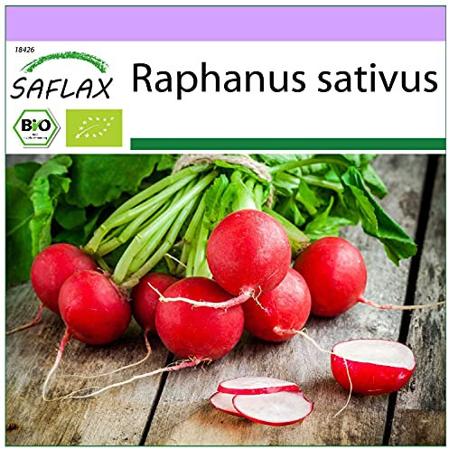 SAFLAX - Ecológico - Rábano - Cherry Bell - 100 semillas - Raphanus sativus