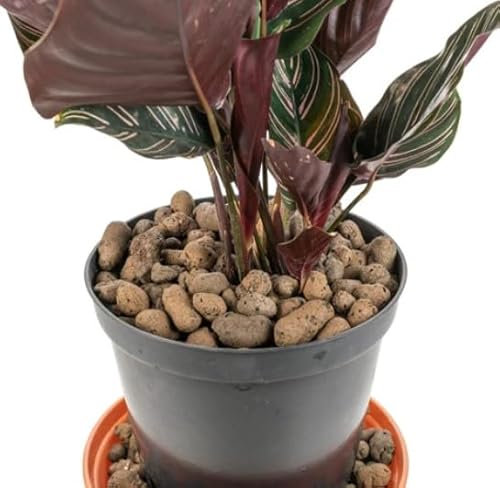 10Liter Grade 8mm-16mm Clay Pebbles, Hydroton or LECA-Lightweight Expanded Clay Aggregate, Heated Clay - used in hydroponic systems, aquaponics, and as a growing medium for plants.