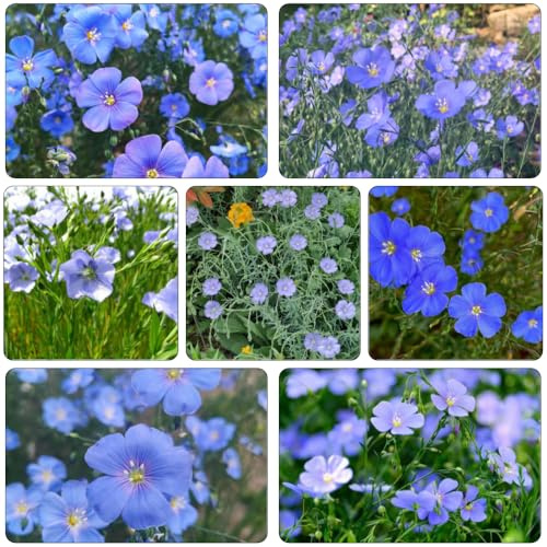 Lino azul - bonsái de interior silvestres de balcón jardín semillas silvestres linaza semillas comprar jardín Cobertura 20pcs