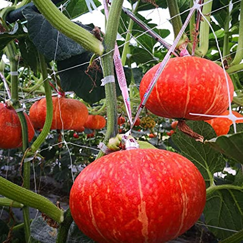 25 pezzi di semi di ortaggi di zucca Seeds ONLY